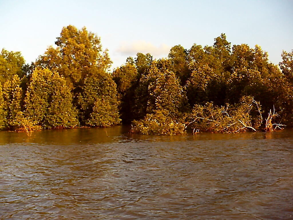 Manfaat Hutan Mangrove baik dari segi Ekologi maupun Ekonomi.