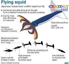 Spesies Cumi - Cumi Di jepang Ini Bisa Terbang