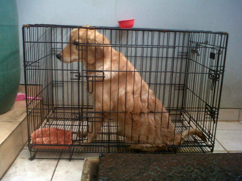 GOLDEN RETRIEVER BETINA 7 BULAN GRADE A