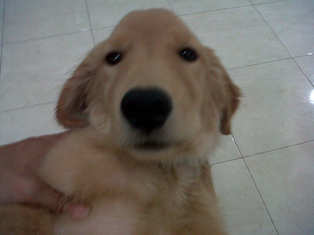 GOLDEN RETRIEVER BETINA 7 BULAN GRADE A