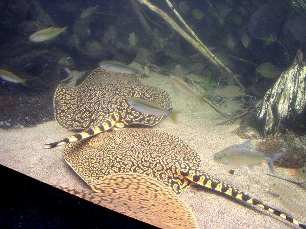DI jual ikan pari air tawar