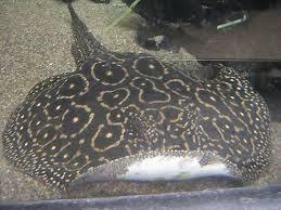 DI jual ikan pari air tawar