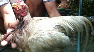 Ayam Disembelih Masih Hidup..AJAIB..!!!!