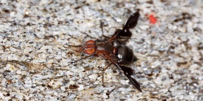 Ternyata Ada Lalat Pemakan Sperma