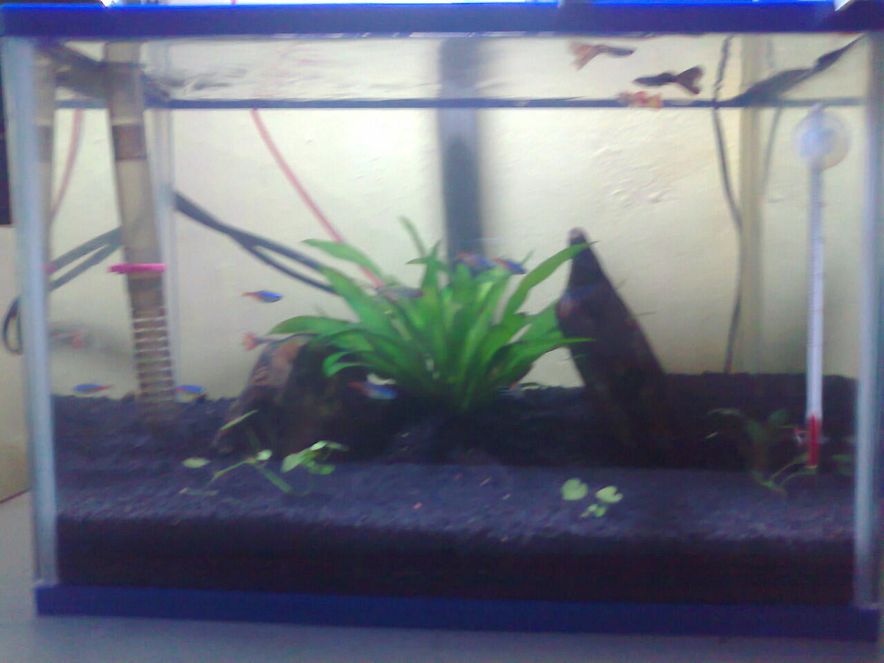 perjalanan perubahan aquarium Newbie