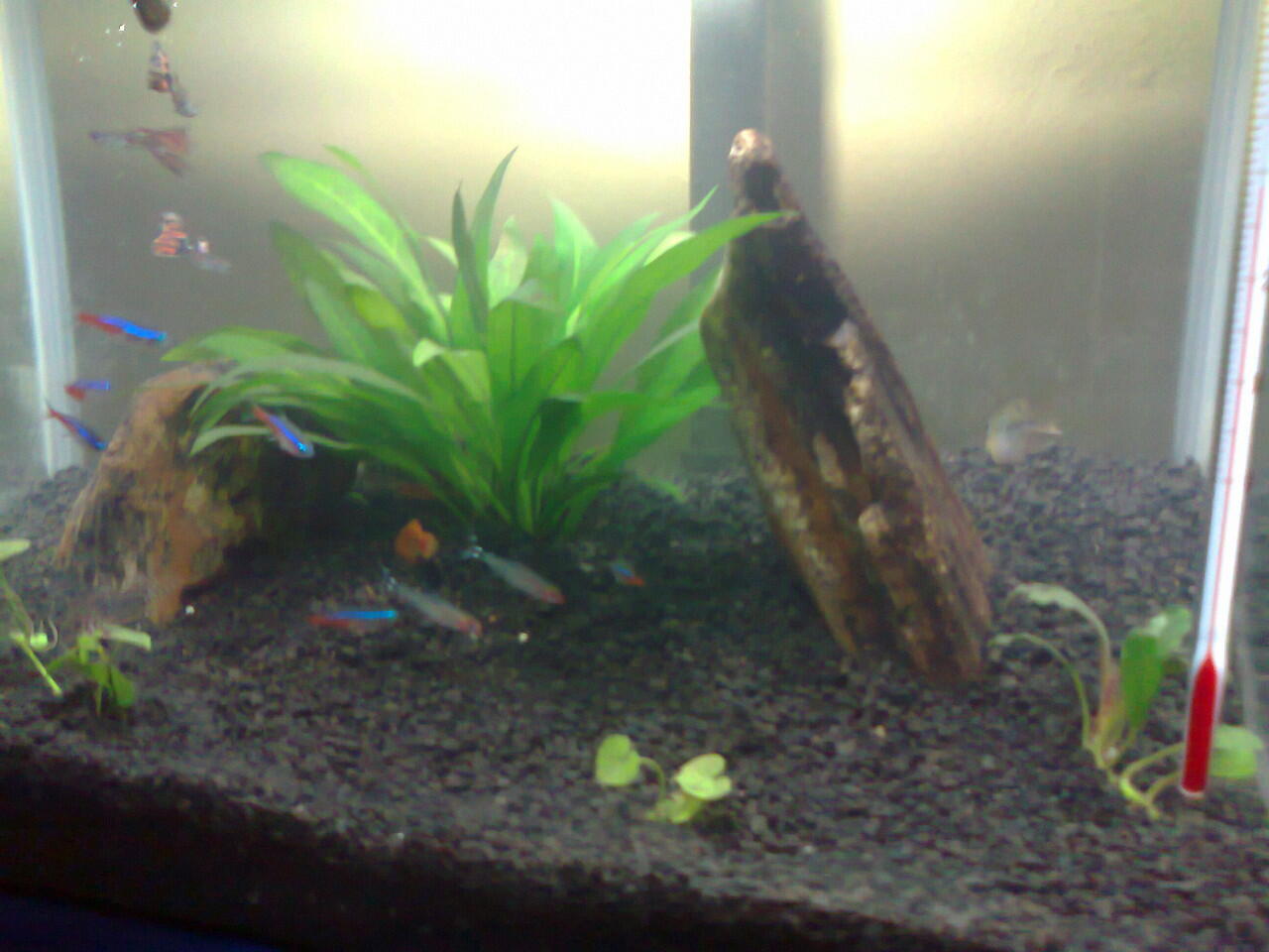 perjalanan perubahan aquarium Newbie