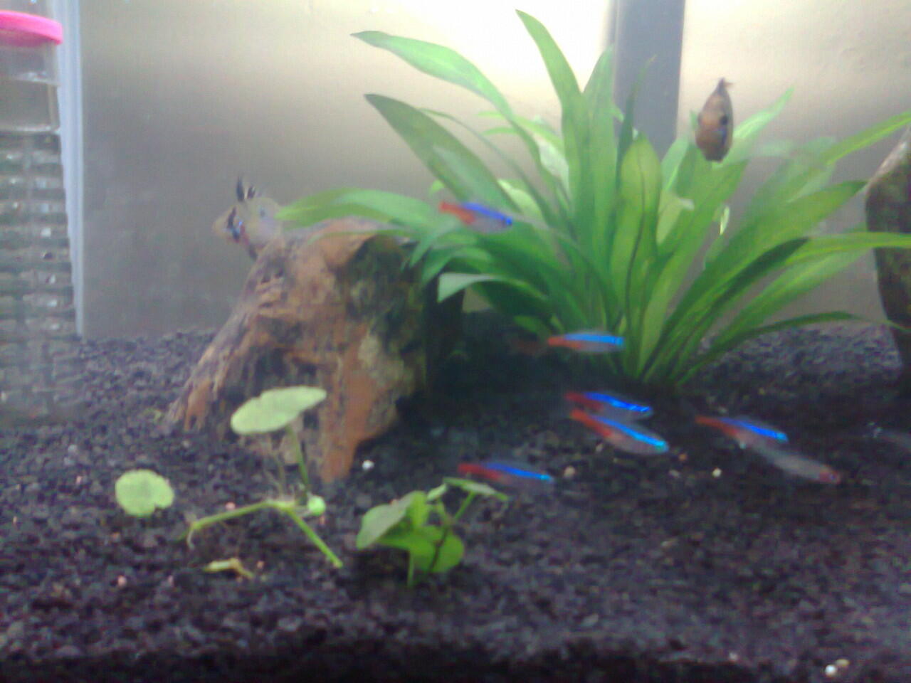 perjalanan perubahan aquarium Newbie