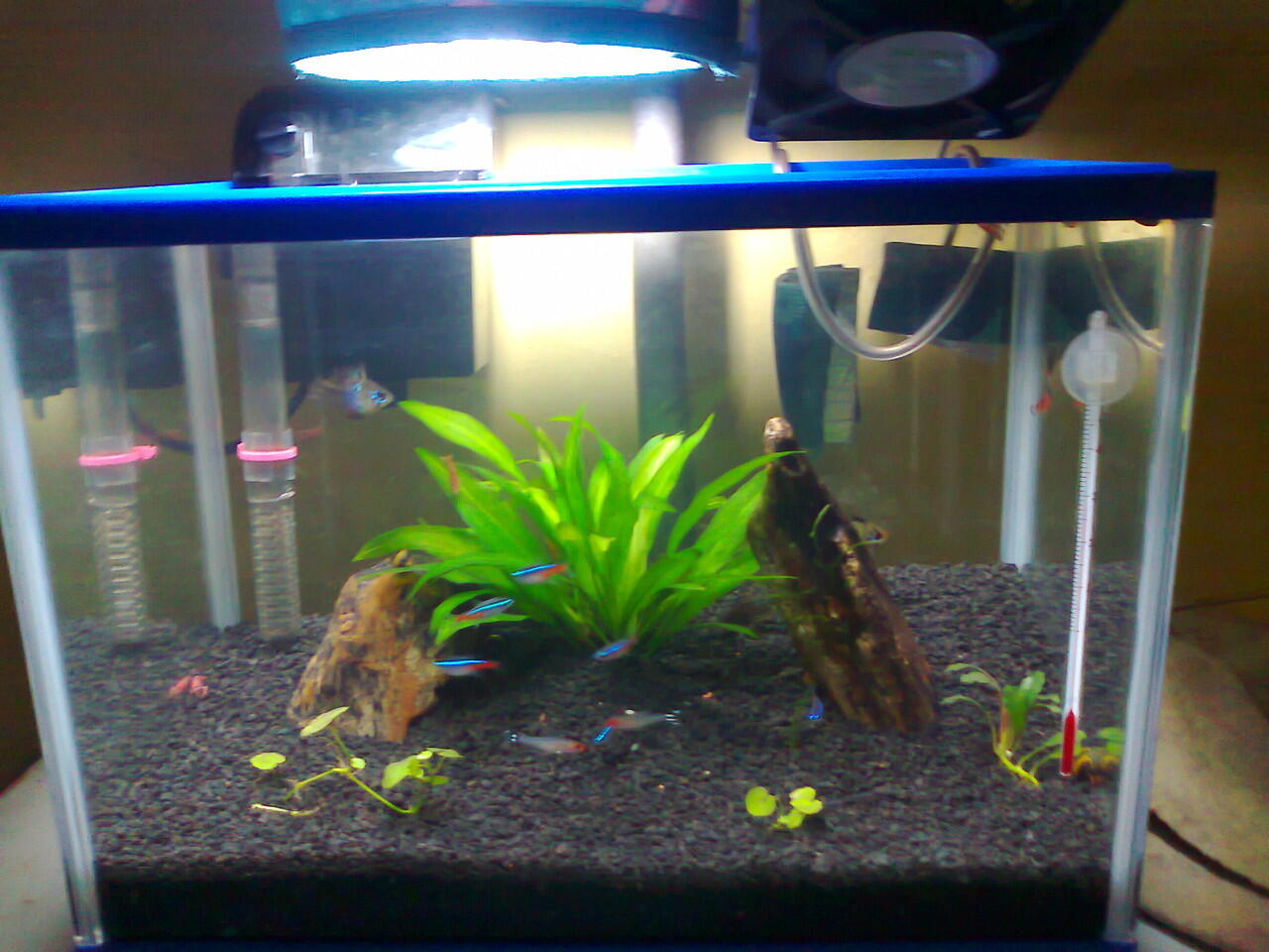 perjalanan perubahan aquarium Newbie