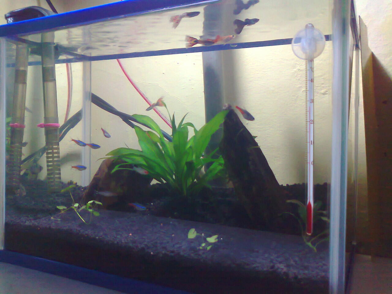 perjalanan perubahan aquarium Newbie