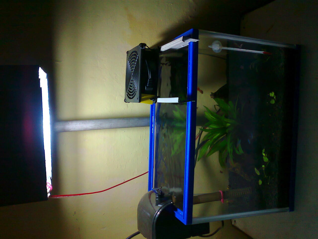 perjalanan perubahan aquarium Newbie