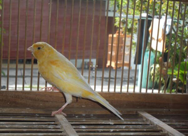 Terjual Burung Kenari F1 Lokal 01 Istimewa Jogja Kaskus