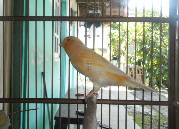 Terjual Burung Kenari F1 LokaL JOgja POenya  KASKUS