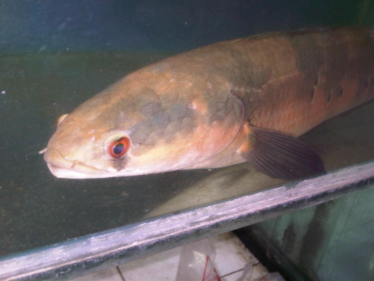 Jenis Ikan Channa Maru – Marulioides