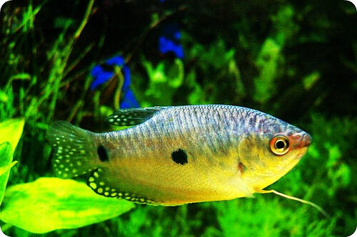 Ikan-Ikan Lokal Yang Mulai Jarang Ditemukan