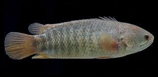 Ikan-Ikan Lokal Yang Mulai Jarang Ditemukan