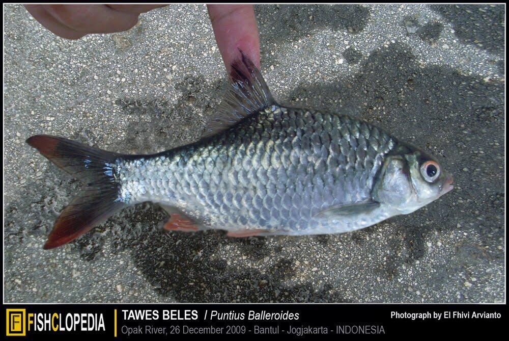 Ikan-Ikan Lokal Yang Mulai Jarang Ditemukan