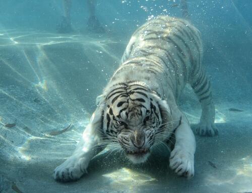 7 foto menakjubkan yang diambil di bawah air
