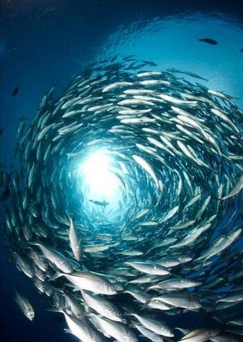 7 foto menakjubkan yang diambil di bawah air