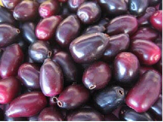Manfaat buah jamblang