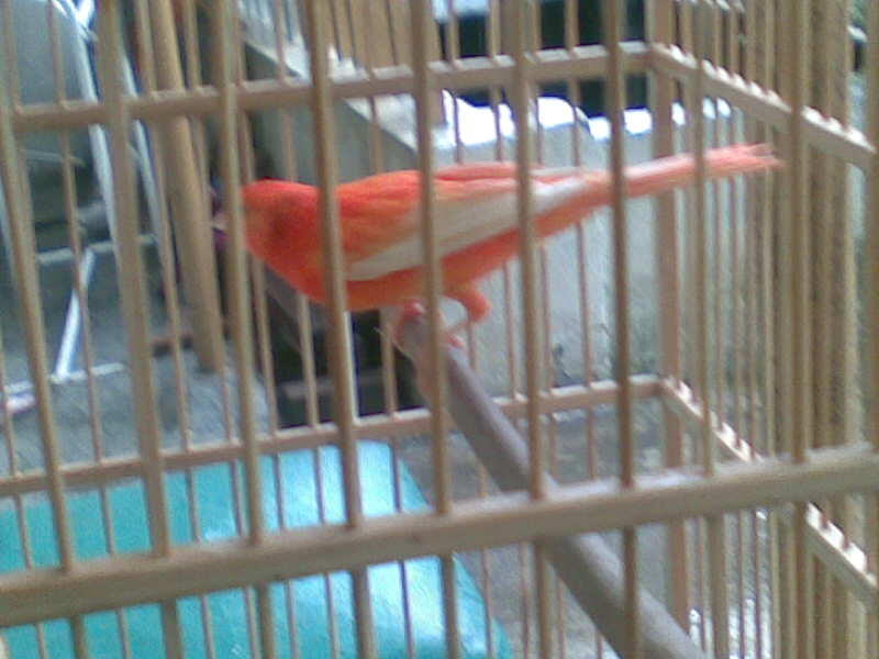 26++ Harga burung kenari merah di bandung terupdate