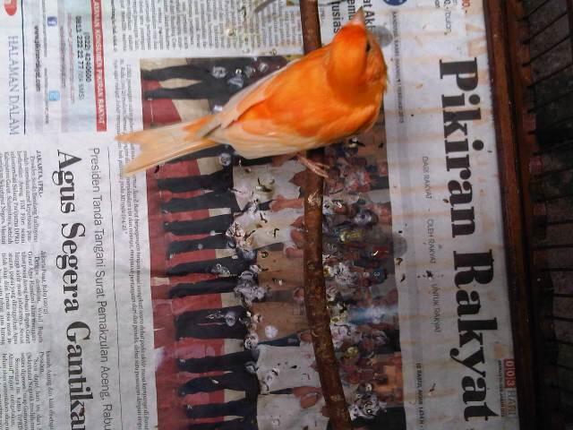 Terjual Jual Betina Kenari Vektor Kaskus