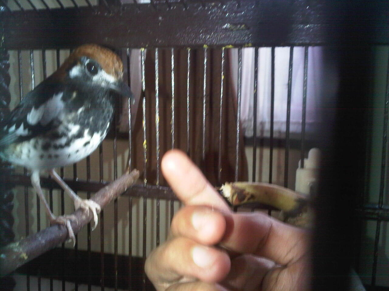 Anis Kembang
