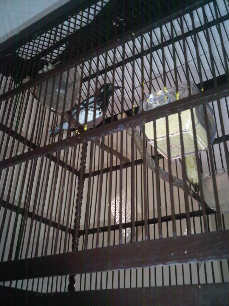 Anis Kembang
