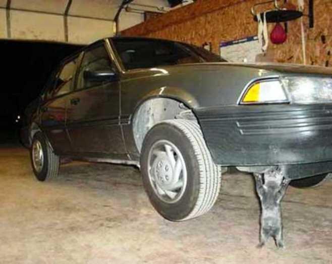 Kucing Super Kuat