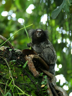 Binatang-binatang Menakjubkan Asal Hutan Amazon