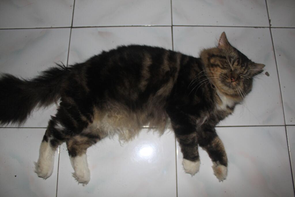 Terjual Kucing persia jantan flatnose (bkn kitten himalaya 