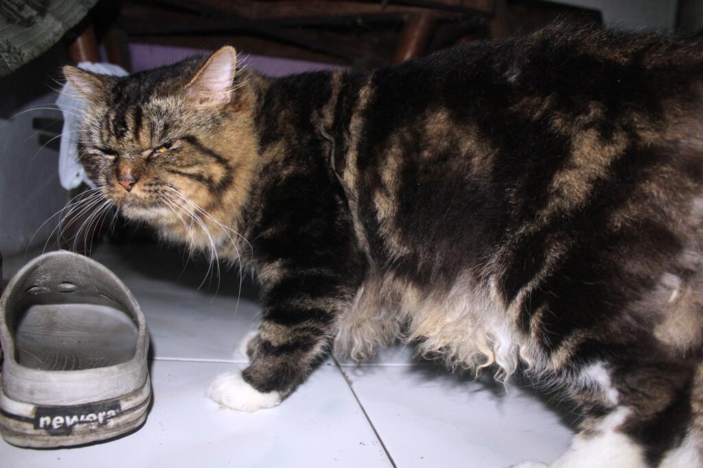Terjual Kucing persia jantan flatnose (bkn kitten himalaya 