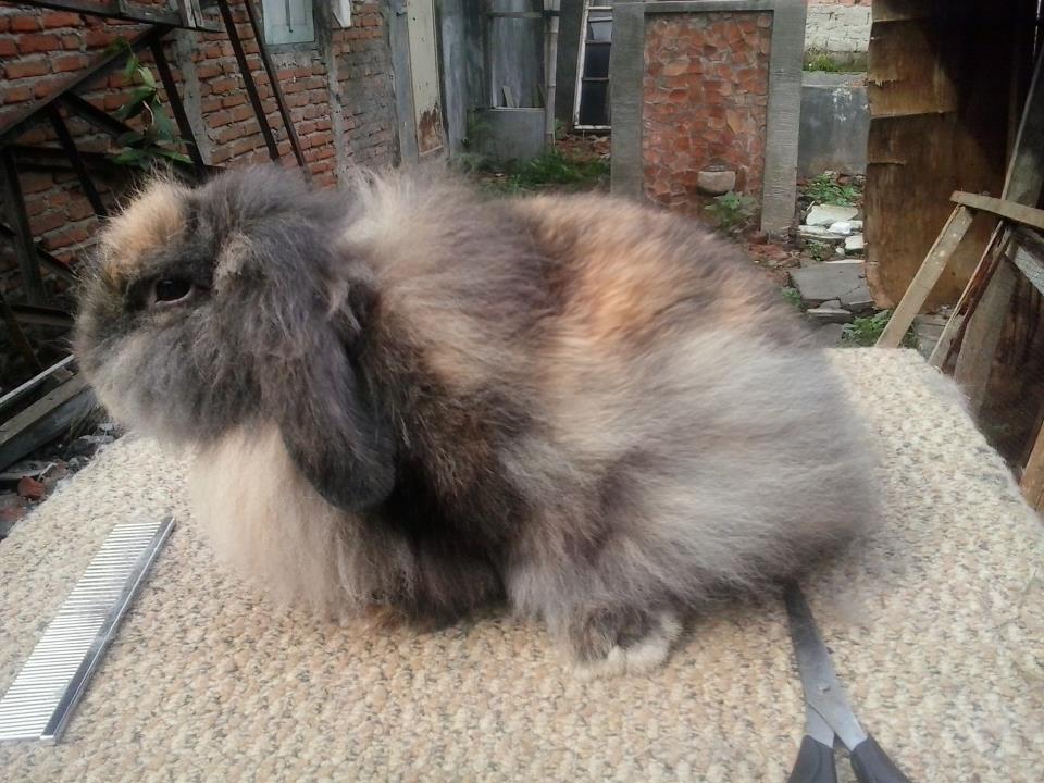 Cari Kelinci Fuzzy Lop sepasang