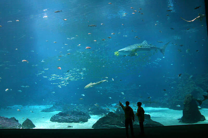 ini aquarium terbesar di dunia indah banget gan full pict