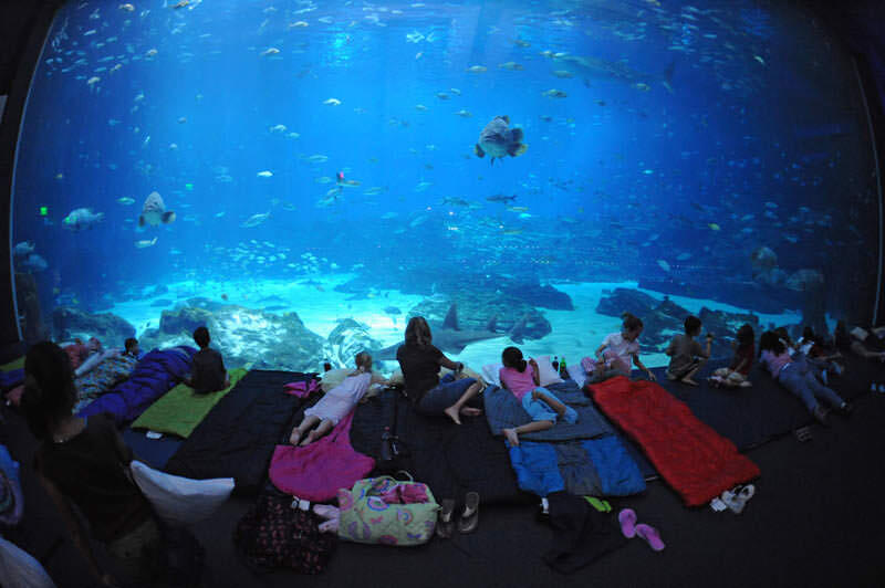 ini aquarium terbesar di dunia indah banget gan full pict