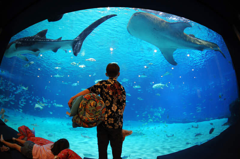 ini aquarium terbesar di dunia indah banget gan full pict