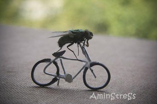 Lalat VIP