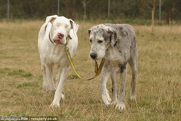 Lilly and Maddison Anjing Buta dan Sahabat yang Setia 