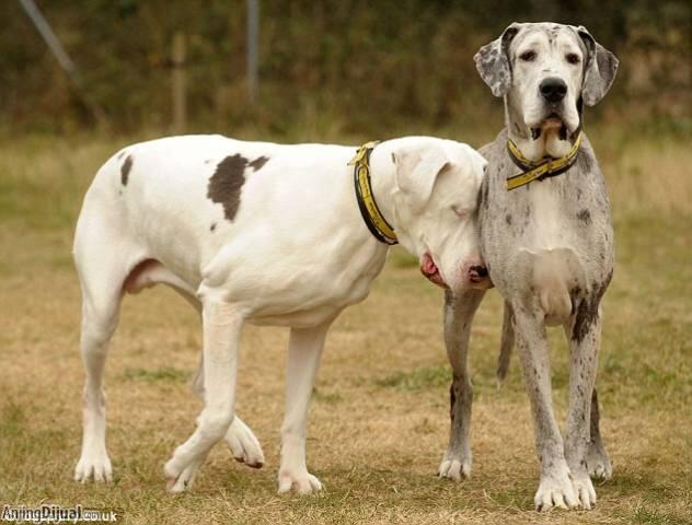 Lilly and Maddison Anjing Buta dan Sahabat yang Setia 