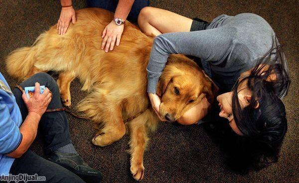 Anjing Goldie Menghibur Para Korban Bom Boston di RS