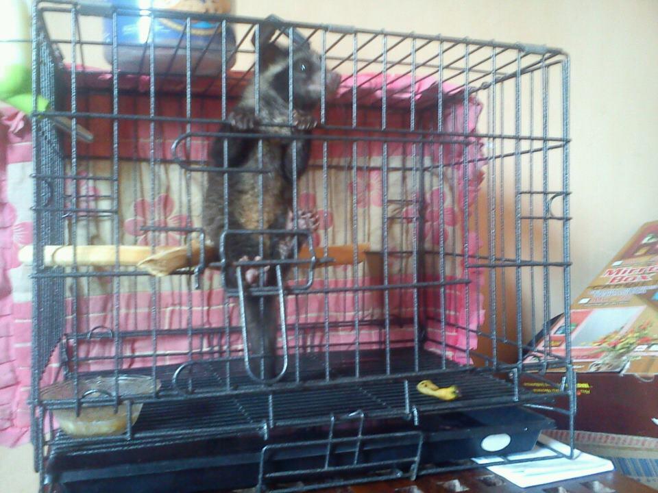 DIjual Musang Pandan Luwak JEMBER
