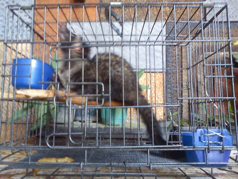 DIjual Musang Pandan Luwak JEMBER