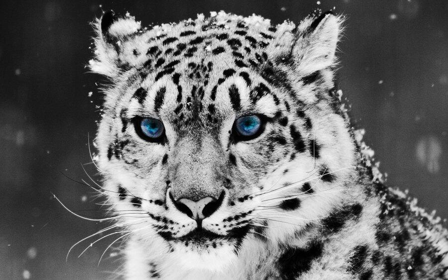 Macan Tutul Salju ( Snow Leopard )