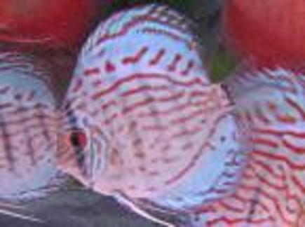 Ikan discus