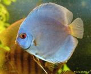 Ikan discus