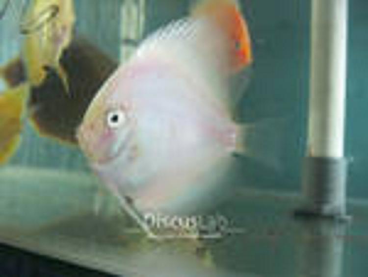 Ikan discus