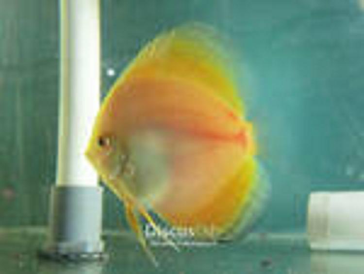 Ikan discus