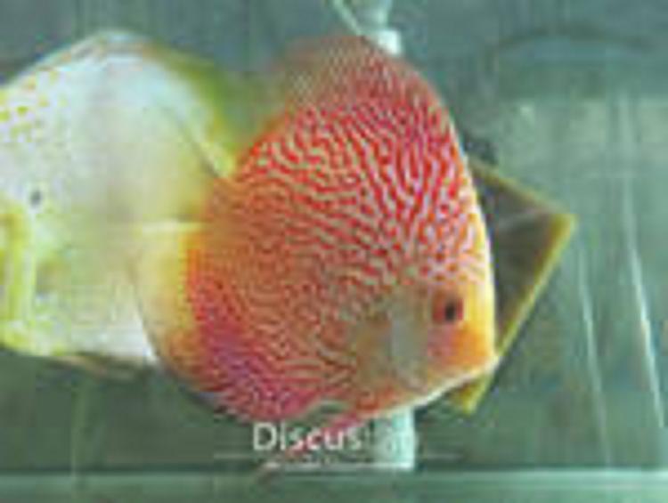 Ikan discus
