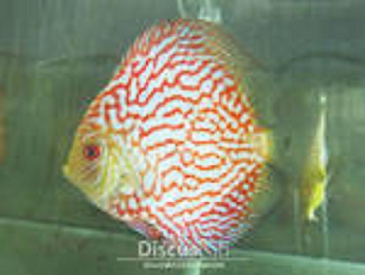 Ikan discus