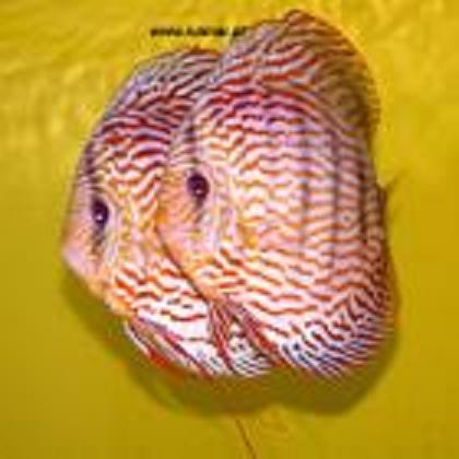 Ikan discus