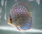 Ikan discus